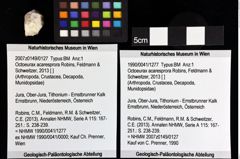 Foto (Objket + Etiketten) von Octoeurax acaresprora (Robins, Feldmann & Schweitzer, 2013) 